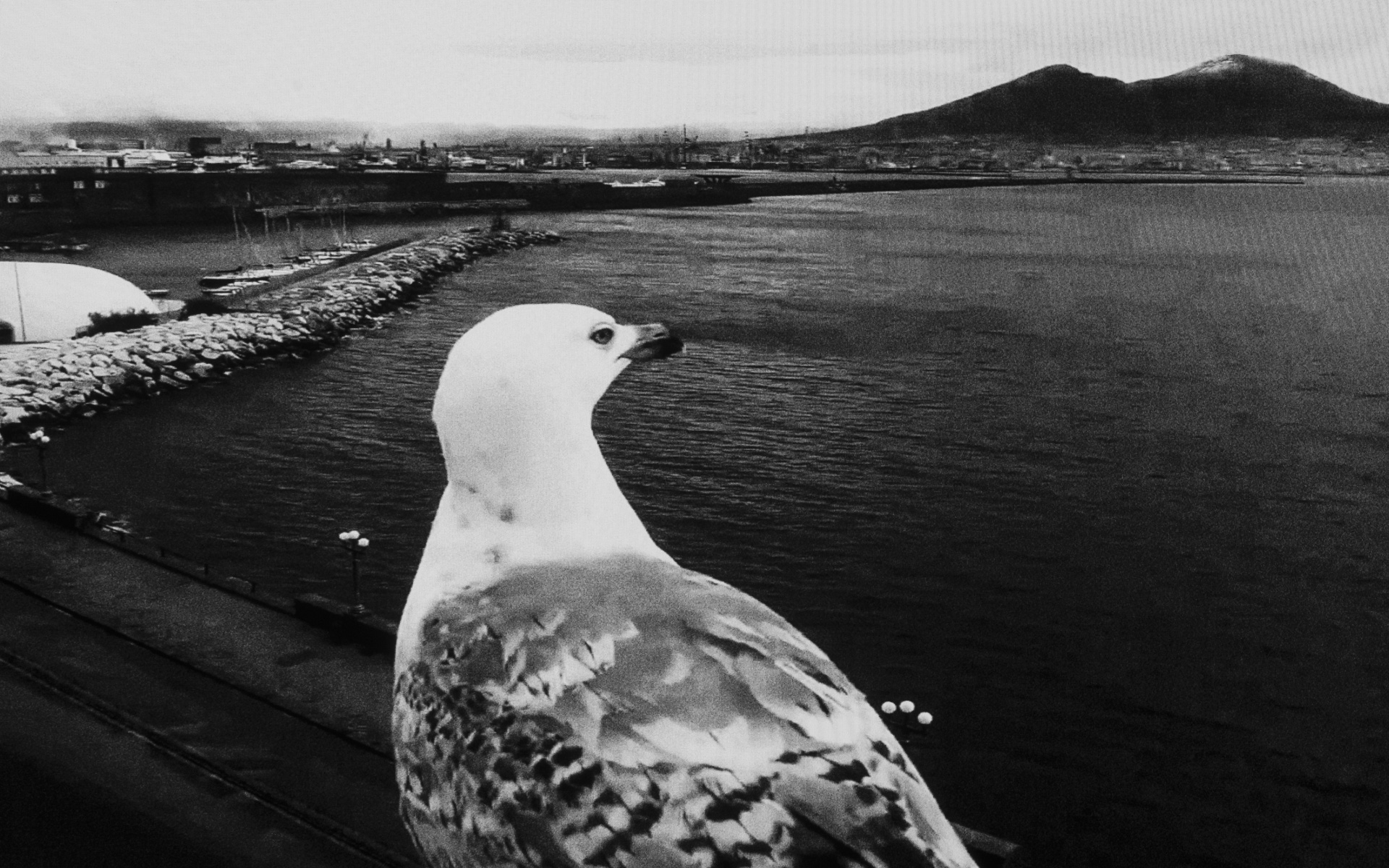 Naples, Vesuvius - Seagull resting in the front of a webcam and looking at Vesuvius volcano. Naples, March 25. 2020.